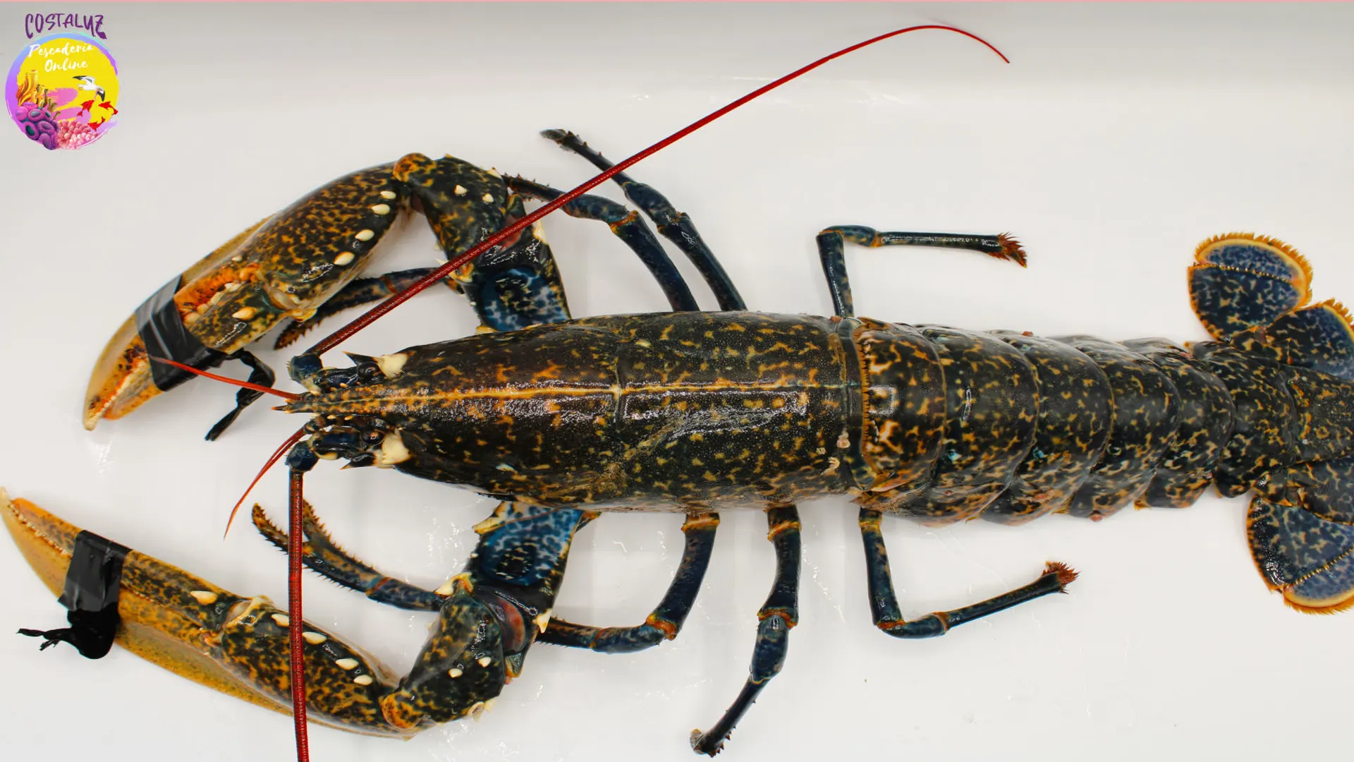 Bogavante azul vivo