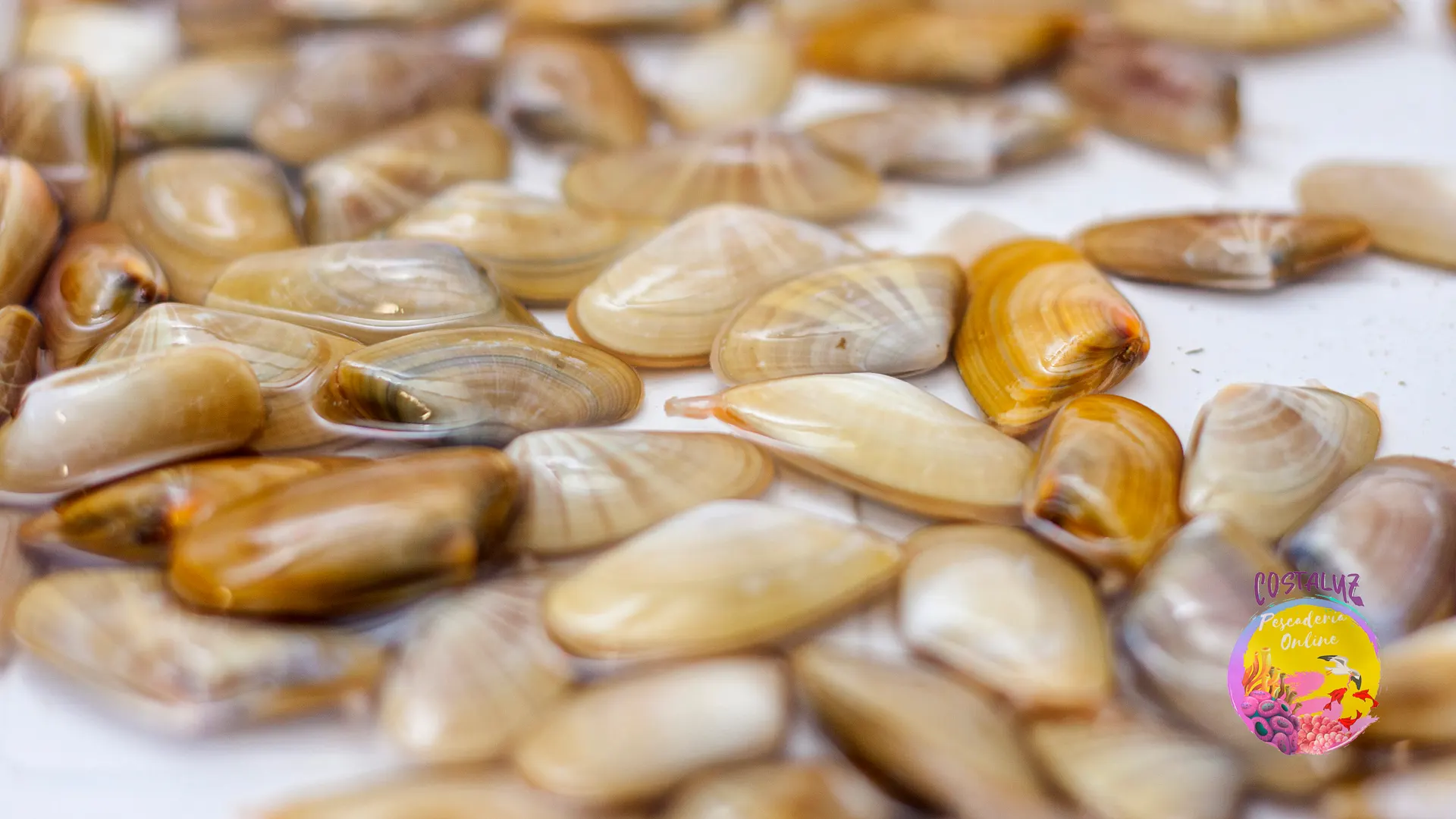 Coquinas de Huelva
