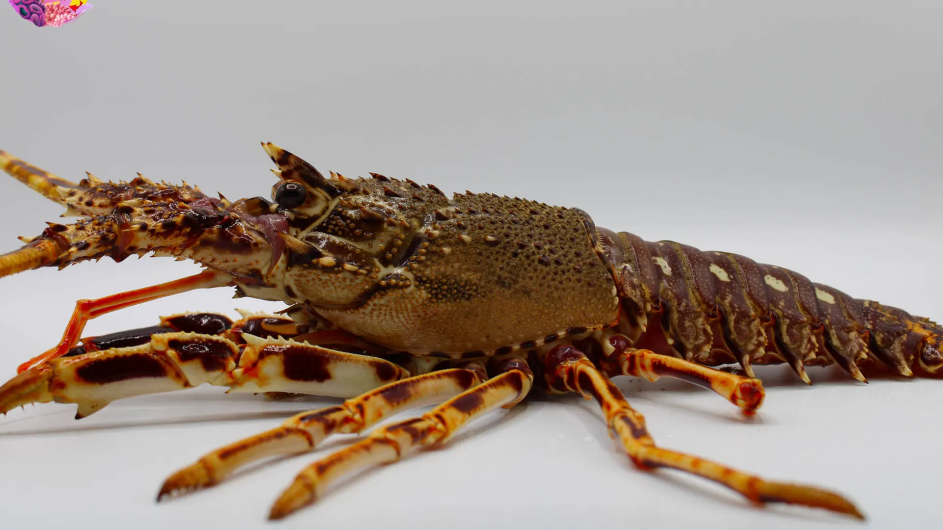 Langosta roja de Huelva