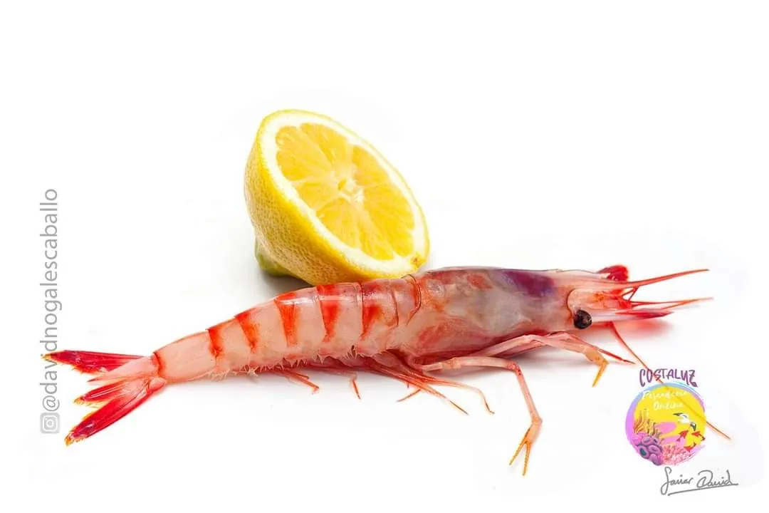 Comprar gamba alistada o gamba de garrucha fresca