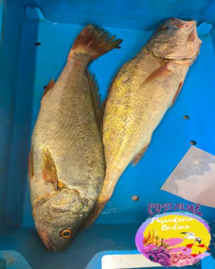 Corvinas frescas de Huelva