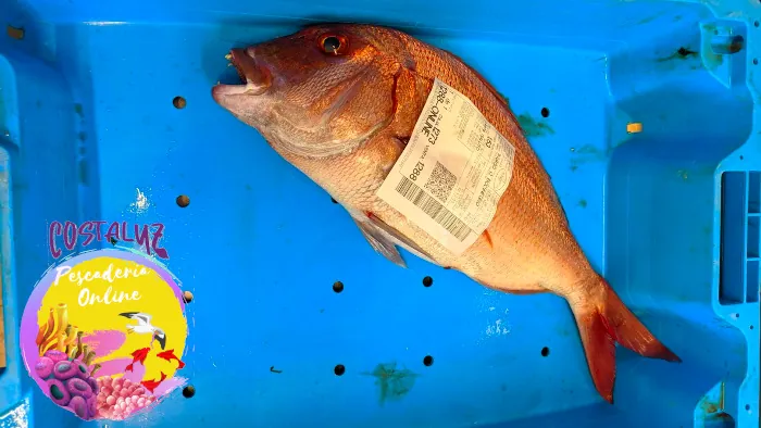 Pargo de Huelva