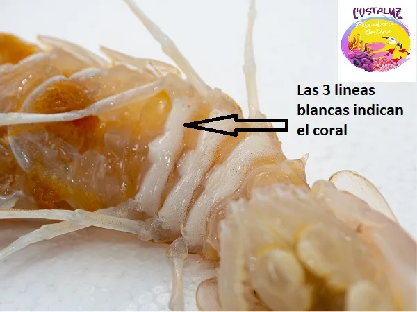 Galeras de coral de Isla Cristina, un manjar de temporada