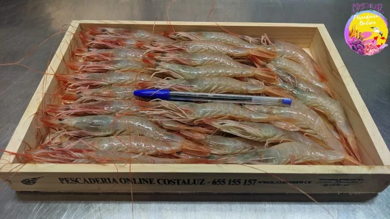 Gamba blanca de Huelva fresca
