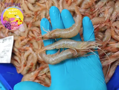 Gamba blanca de Huelva recién subastada en la lonja de Isla Cristina