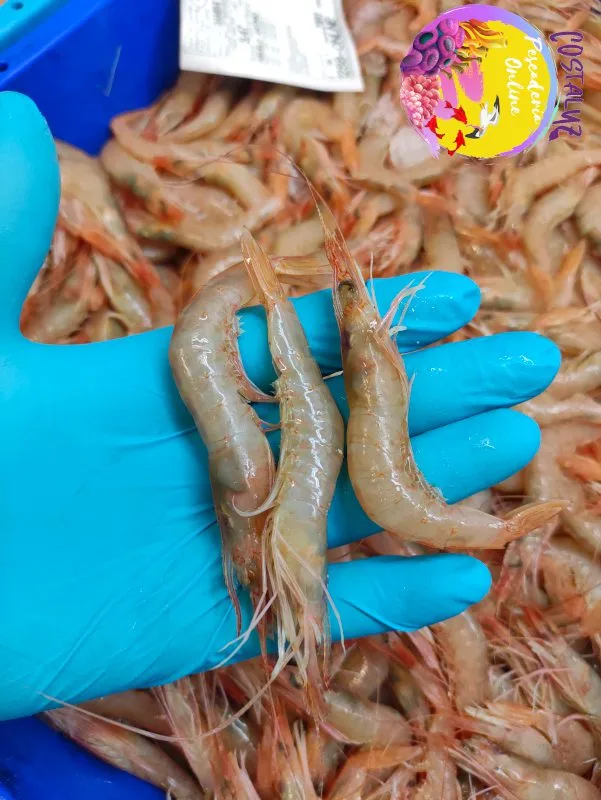 Gamba de Huelva cocida en nuestro cocedero para un catering