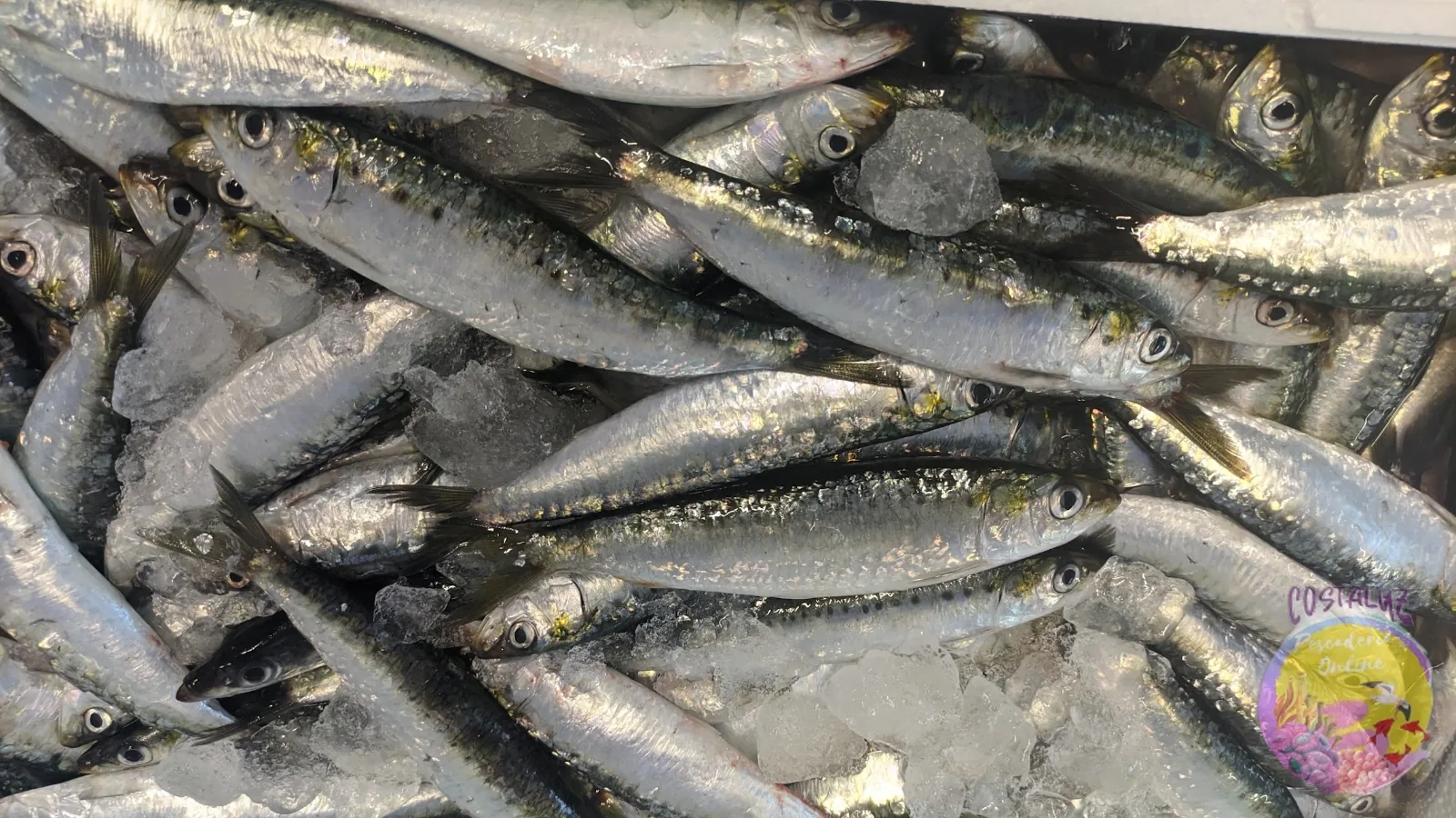 Sardinas ibericas frescas