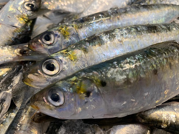 Comprar sardina iberica parrocha — foto 2 de 2
