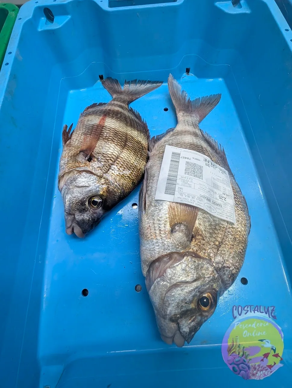 Sargo real a domicilio