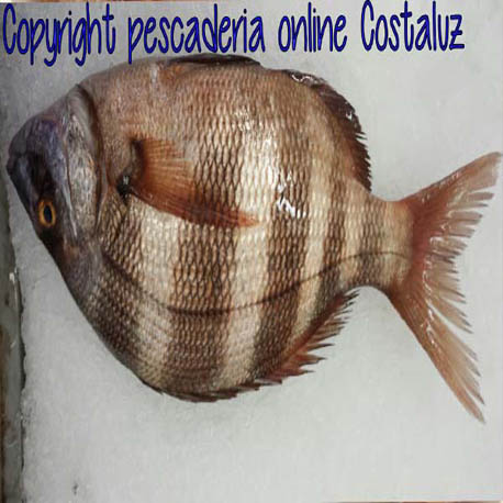 Comprar sargo real fresco