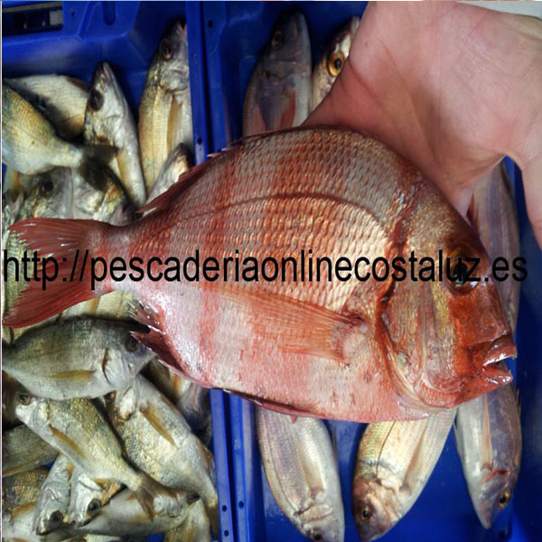 Comprar urta fresca extra — foto 2 de 3