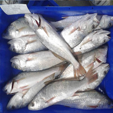 Corvina o corvinata fresca