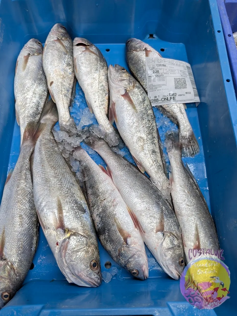Corvina o corvinata fresca