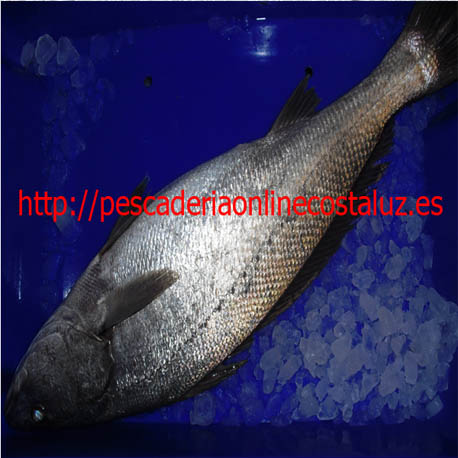 Comprar rodajas de corvina a domicilio — foto 3 de 4