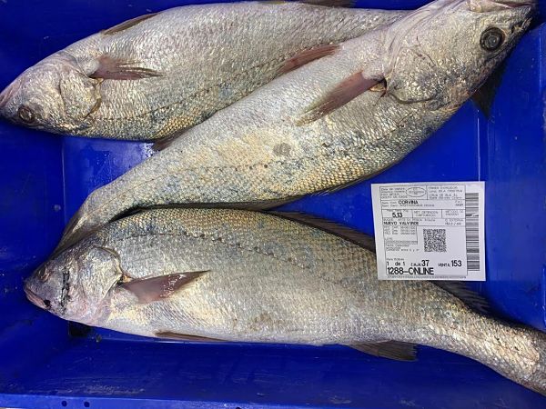 Comprar rodajas de corvina a domicilio — foto 4 de 4