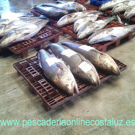 Comprar rodajas de corvina a domicilio