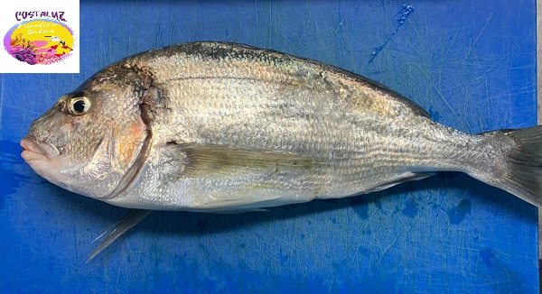 Comprar dorada salvaje grandes a domicilio