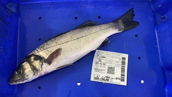 Venta de lubina salvaje para horno (Pescada de anzuelo) — foto 2 de 3