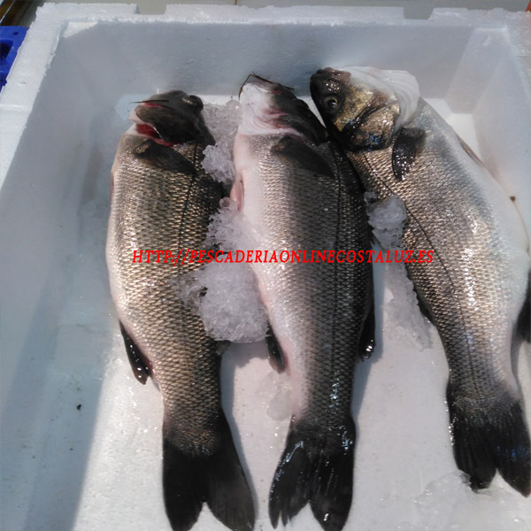 Venta de lubina salvaje para horno (Pescada de anzuelo)
