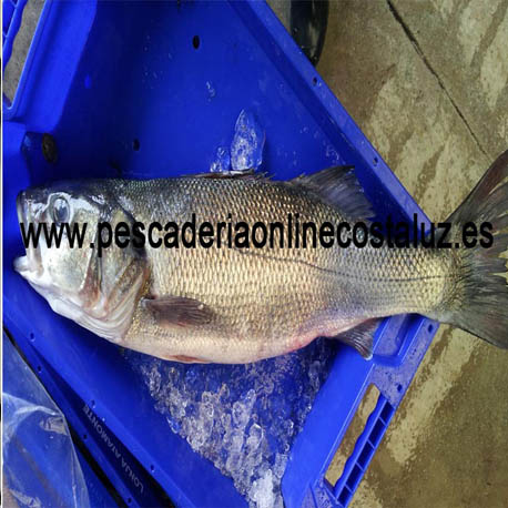 Venta de lubina salvaje para horno (Pescada de anzuelo) — foto 3 de 3