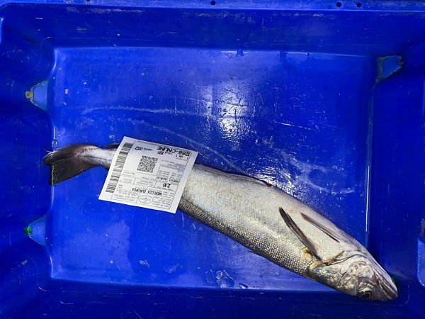Comprar merluza de pincho a domicilio