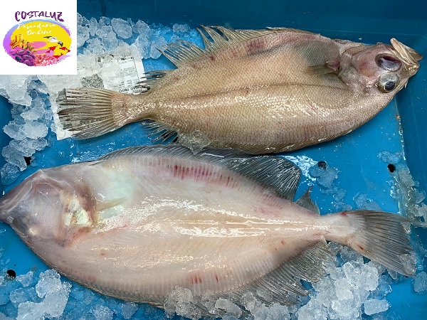 Comprar pez gallo de Huelva
