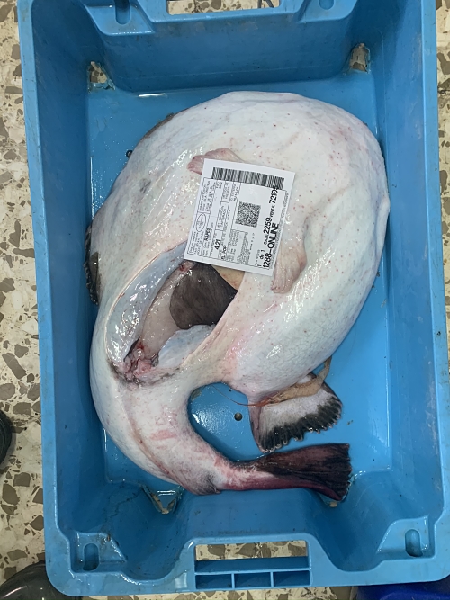 Comprar rape de Huelva a domicilio