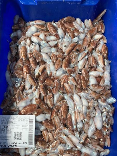 Comprar choco de trasmallo fresco — foto 2 de 5