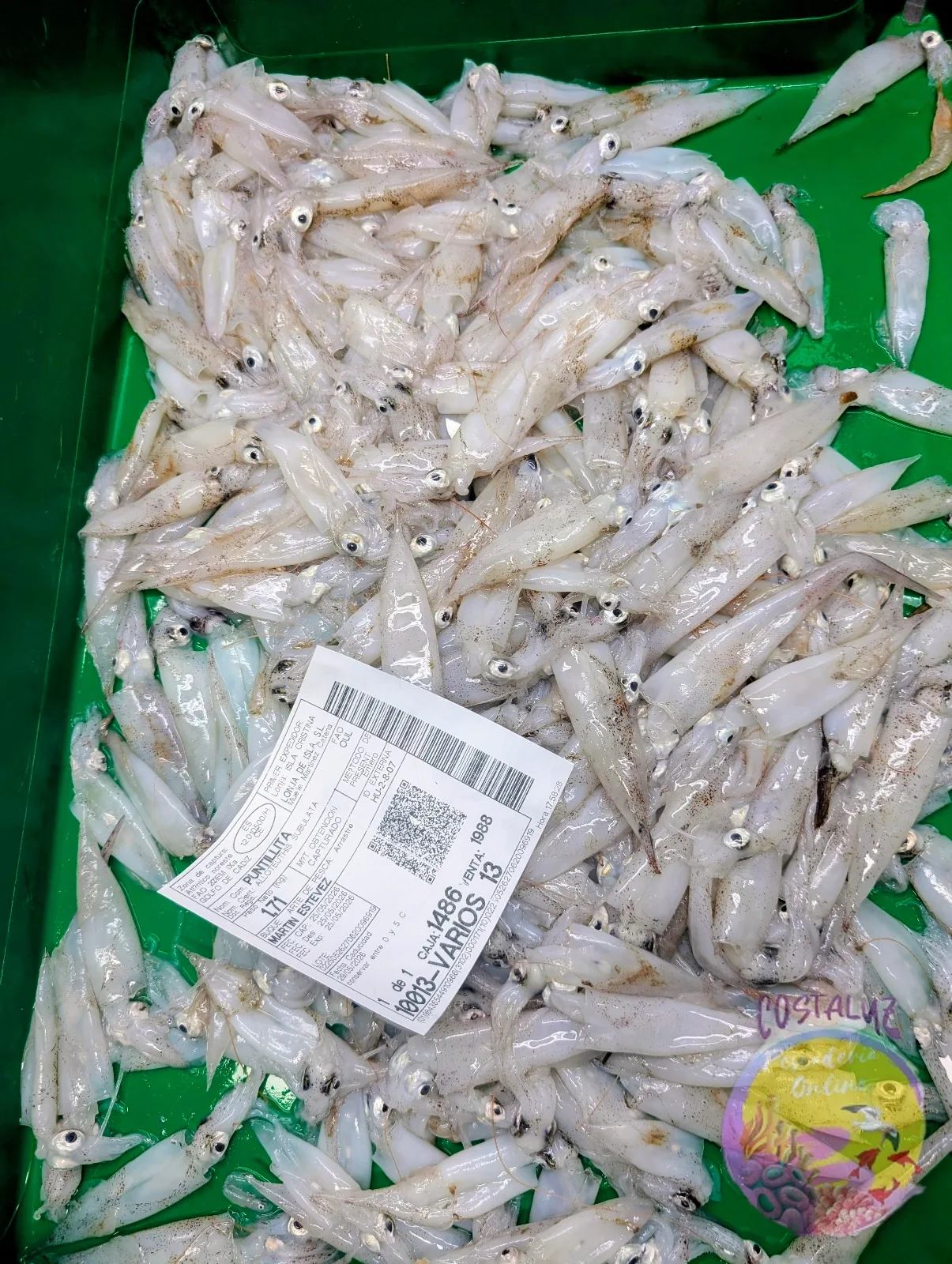 Puntillitas de Huleva frescas