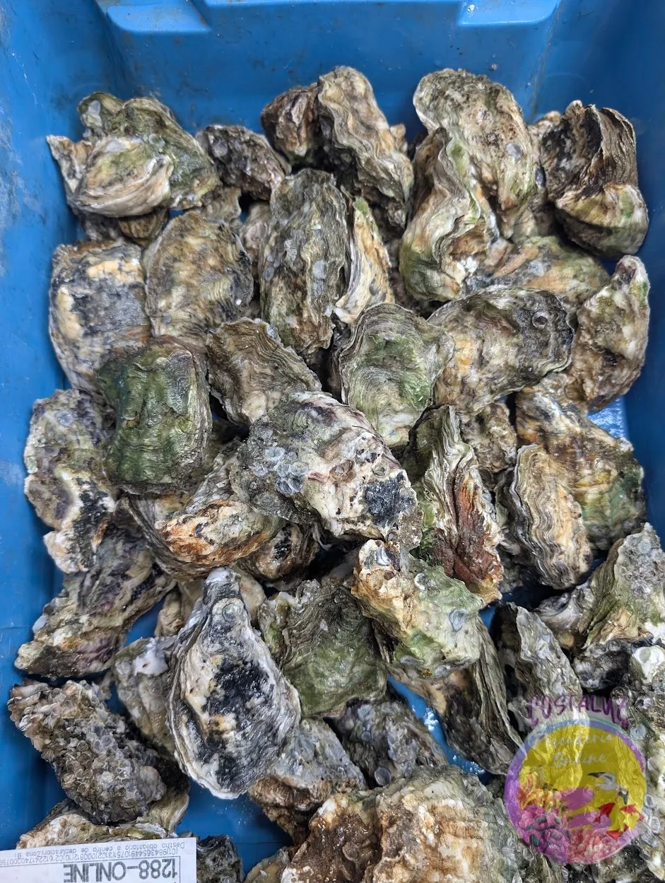 Ostras de Huelva vivas 10 ud · 1 kg — foto 2 de 2