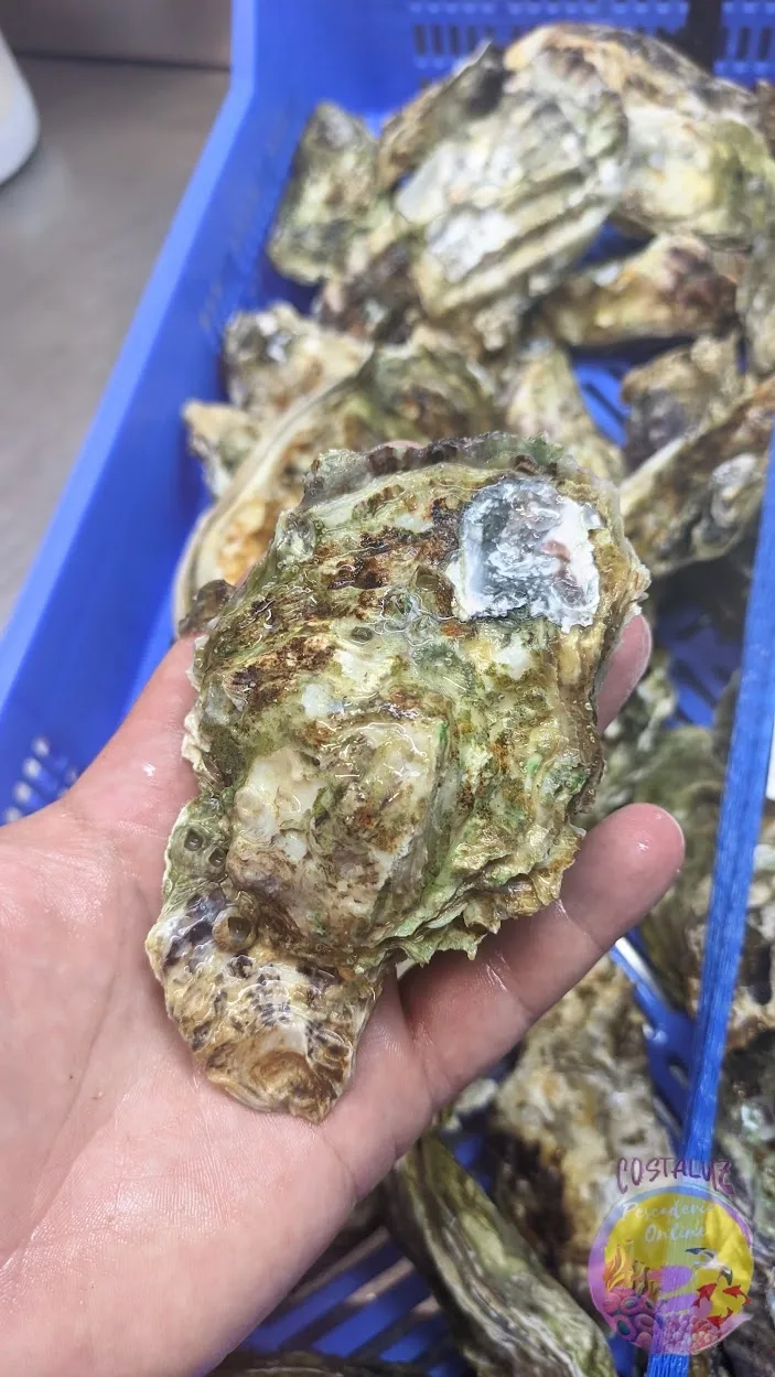 Comprar ostras de Huelva