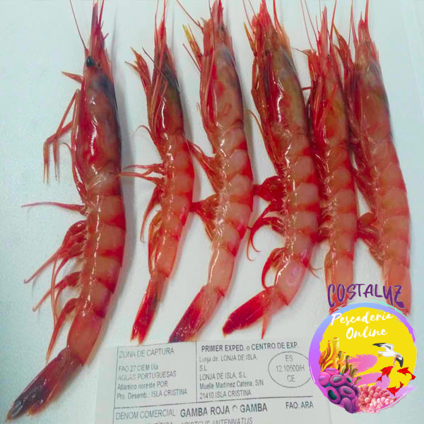 Gamba roja ROTA (alistados) fresco - Mariscos Costaluz — foto 2 de 6