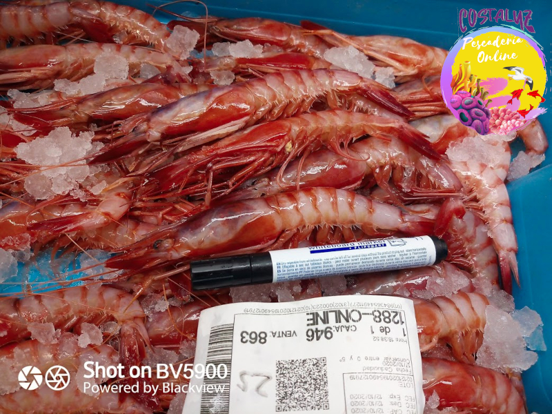 Gamba roja fresca Gordas