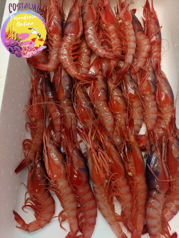 Gamba roja fresca extra