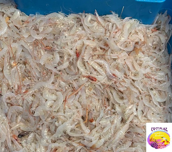 Venta de camaron blanco salvaje