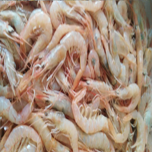 Gamba de Huelva rotas