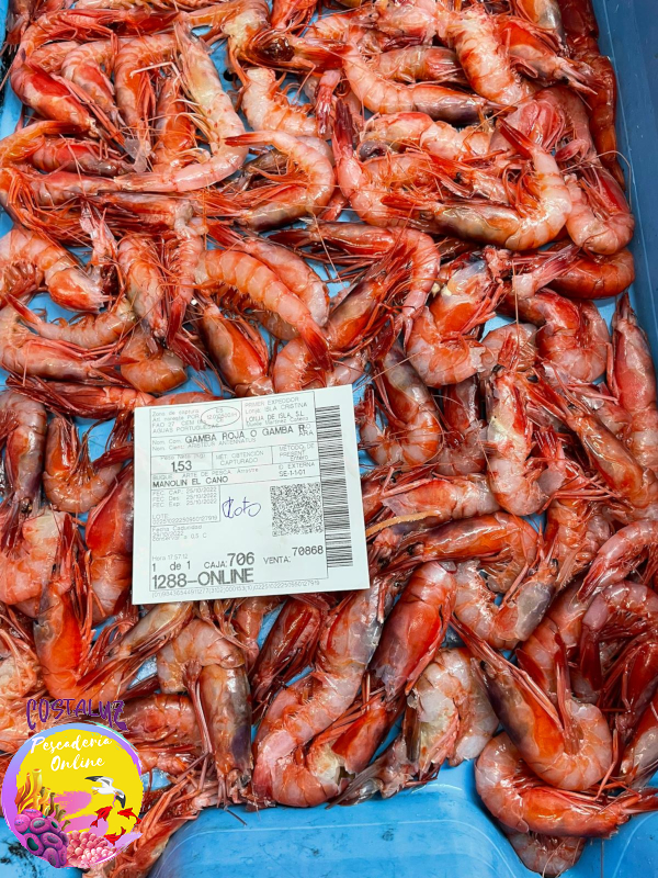 Gamba roja ROTA (alistados) fresco - Mariscos Costaluz