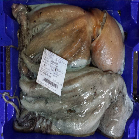 Pulpo fresco 1,5kg pieza