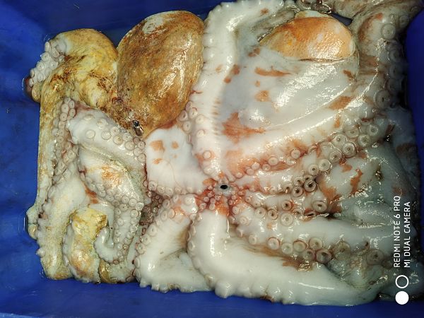 Pulpo fresco 2kg pieza