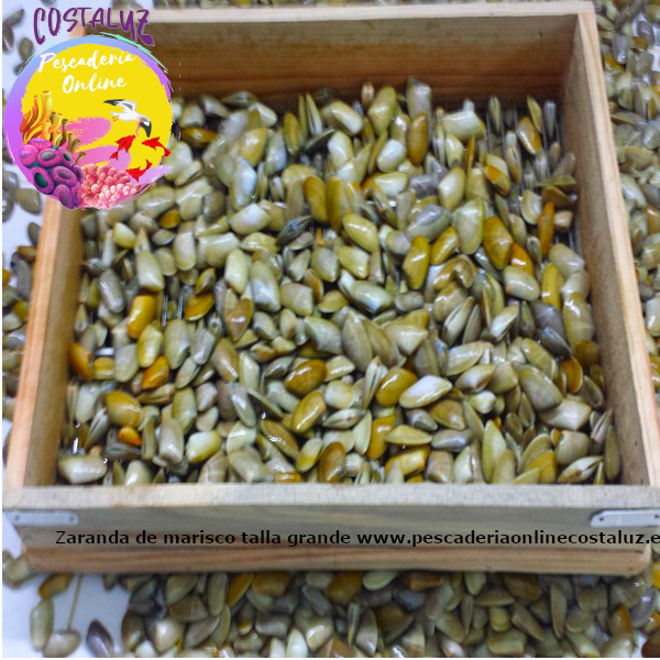 Comprar coquinas o tellina depuradas, sin arena — foto 3 de 4