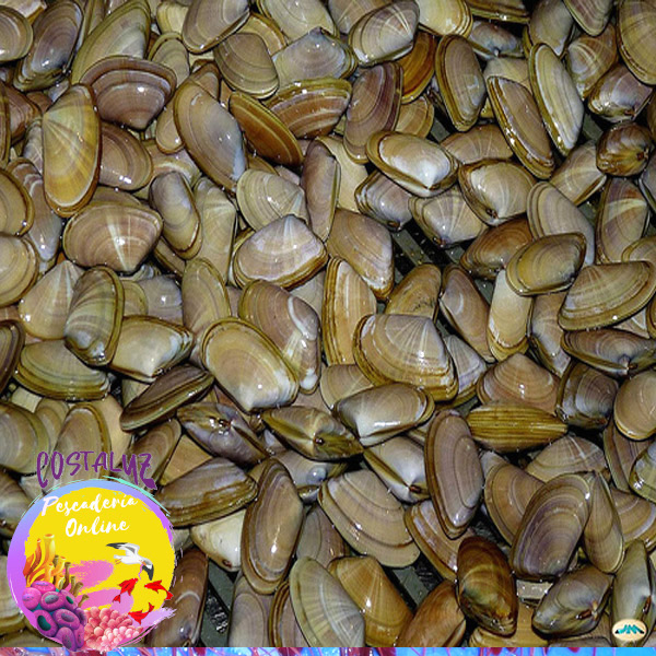 Comprar coquinas o tellina depuradas, sin arena — foto 4 de 4