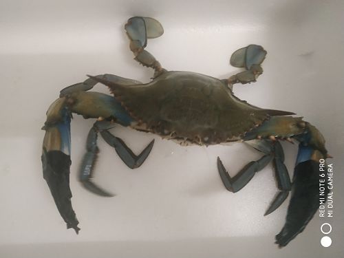Comprar cangrejo azul invasor