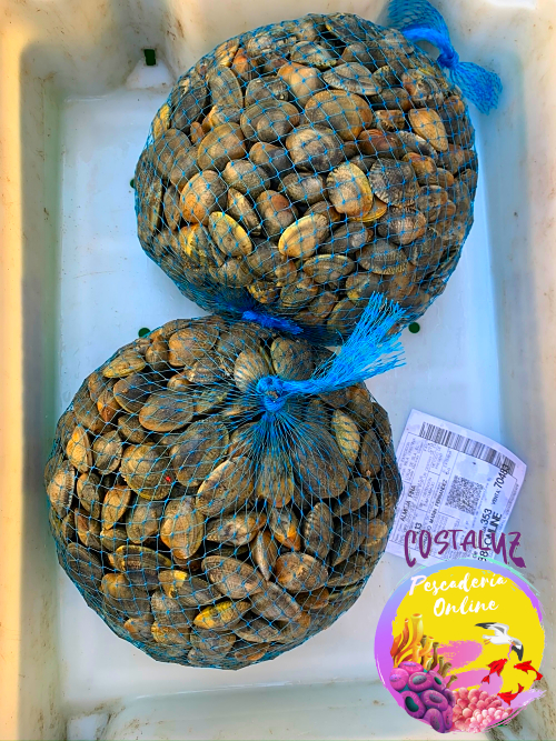 Comprar almeja fina de Huelva para comer cruda — foto 3 de 5