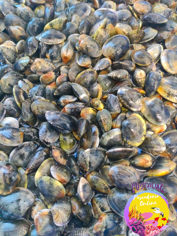 Comprar almeja fina de Huelva para comer cruda — foto 4 de 5