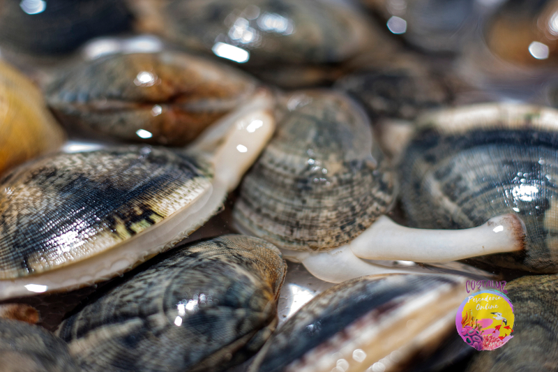 Comprar almeja fina de Huelva para comer cruda — foto 5 de 5