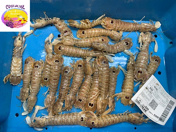 Comprar Galera fresca a domicilio