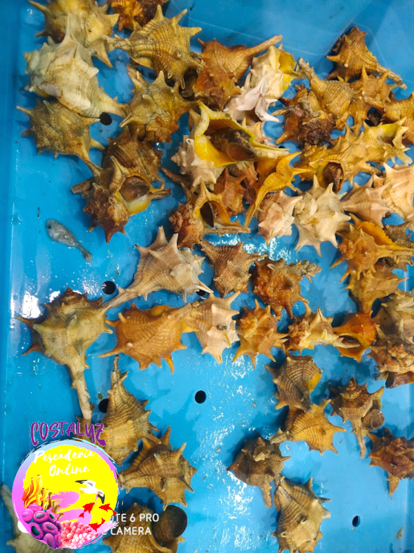 Comprar cañadilla viva de Huelva a domicilio
