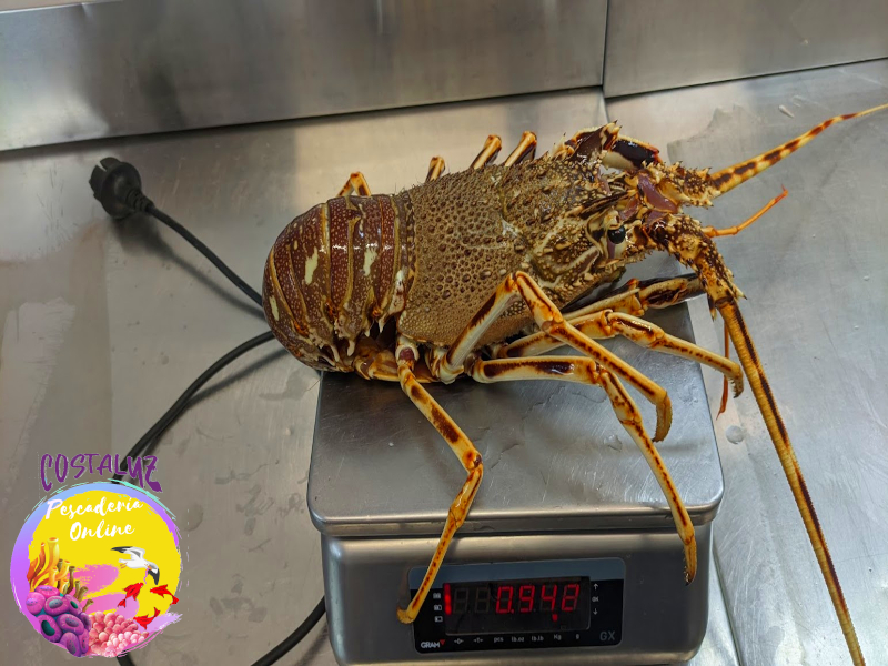 Venta de langosta roja a domicilio