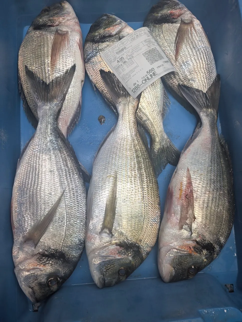Comprar dorada salvaje de Isla Cristina — foto 3 de 3