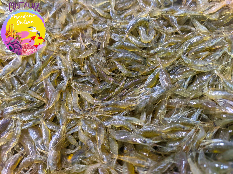 Camaron fresco o cocido